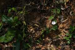 Merremia umbellata subsp. orientalis